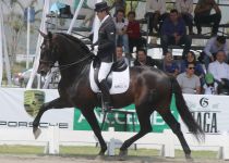 W BARROCOCVI, DE HACIENDA SANTA LUCIA, MONTADO POR GABRIEL RIVERA.  CAMPEON ABSOLUTO DE FUNCIOALIDAD